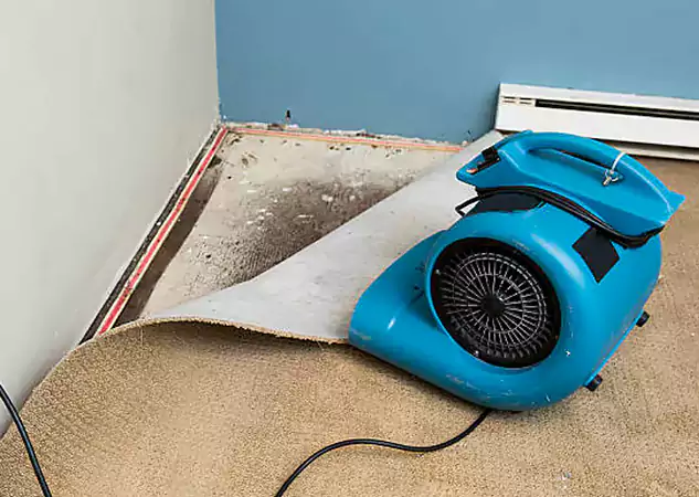 Your Water Damage Experts in Buffalo Creek, CO