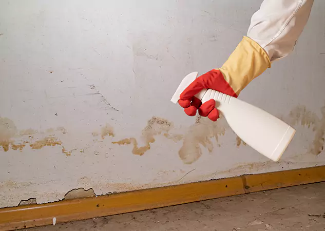 Your Water Restoration and Mold Remediation Specialists in Buffalo Creek, CO