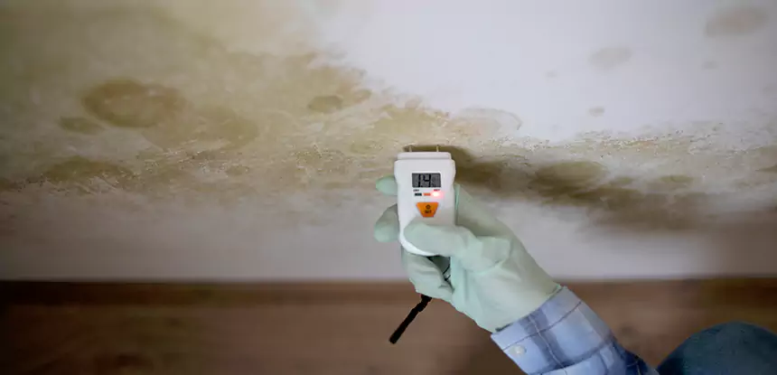 Emergency Mold Remediation in Buffalo Creek