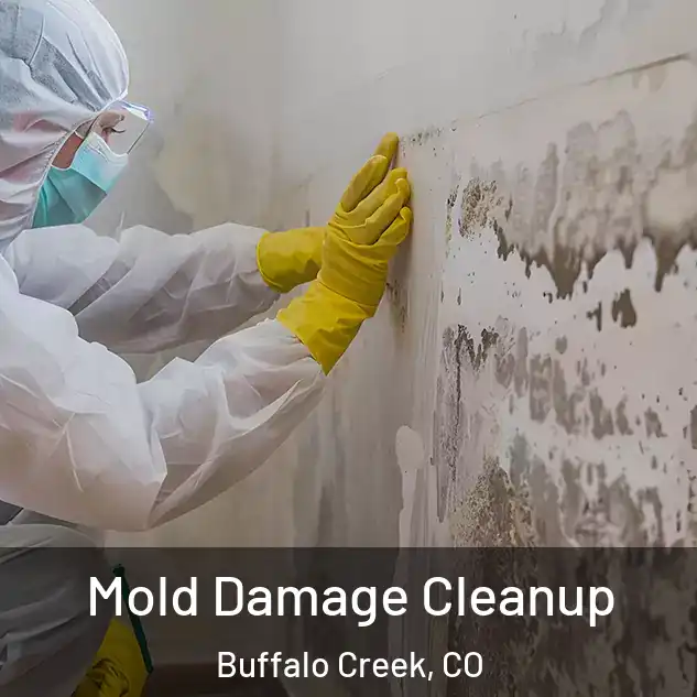  Mold Damage Cleanup Buffalo Creek, CO