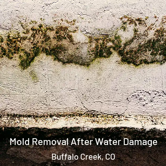  Mold Removal After Water Damage Buffalo Creek, CO